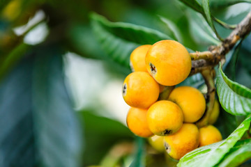 Ripe fruit loquat on tree in the garden