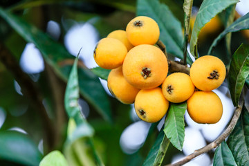 Ripe fruit loquat on tree in the orchard