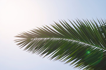 Obraz premium Striped of palm leaf, Abstract green texture background, Vintage tone