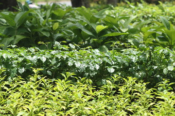 Green tree layer with sunlight shade color look fresh and warm at tree shop in Thailand can use for background