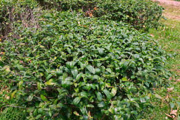 The Green tea tree