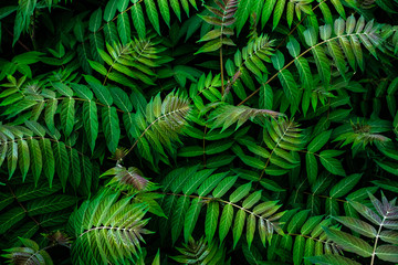 natural leaf pattern