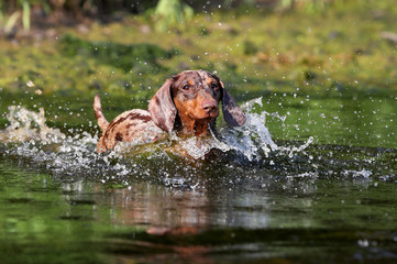 dog Playing in water, dachshund puppy dog swim in the river