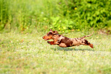Dachshunds dog jumps are playing on the grass