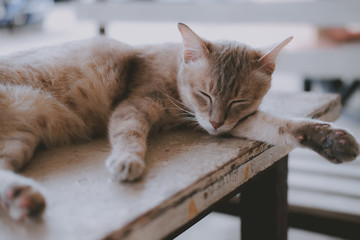 brown cat sleeping resting on table