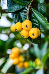 Ripe fruit loquat on tree in the garden