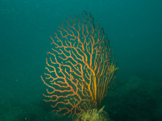 Mediterranean coral reef
