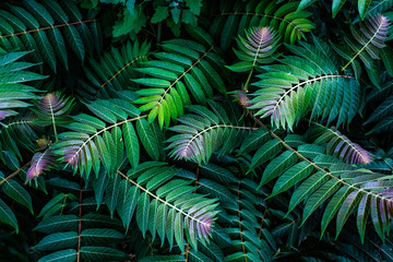 Obrazy na Szkle  naturalny wzór liści