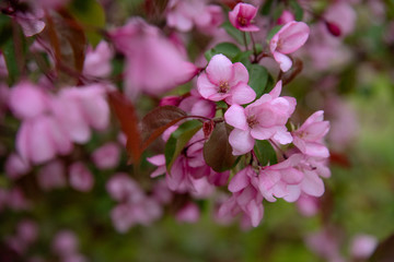 Apple tree in bloom, blooming garden, pink flowers, green grass