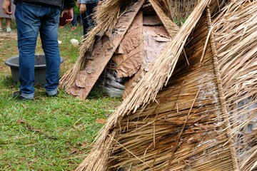 straw mushroom growing in farm