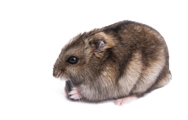 hamster isolated