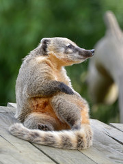 South American Coati, or Ring-tailed Coati (Nasua nasua) lying on planks 