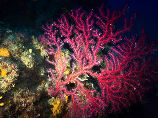 Fototapeta na wymiar Reef Mediterranean