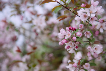 Apple tree in bloom, blooming garden, pink and white flowers