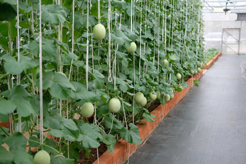 melon plant growing in green house in farm