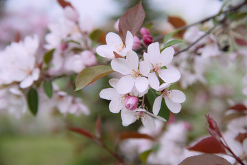 Apple tree in bloom, blooming garden, pink and white flowers