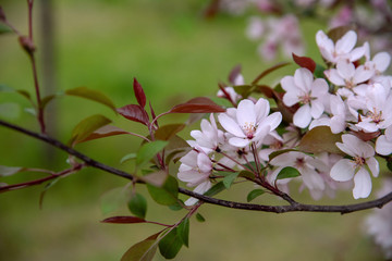 Apple tree in bloom, blooming garden, white and pink flowers, green grass