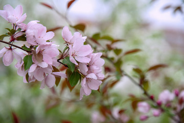 Apple tree in bloom, blooming garden, pink flowers, green grass