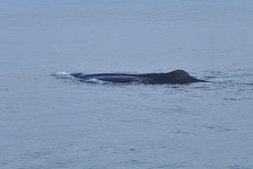 ニュージーランドのクジラ