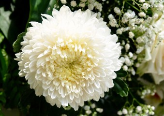 Close Up Beautiful Fresh White Chrysanthemum Flowers