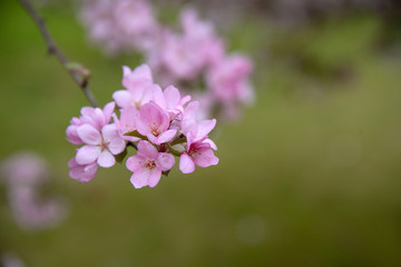 Apple tree in bloom, blooming garden, pink flowers and green grass