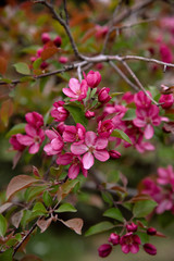 Fototapeta na wymiar Apple tree in bloom, blooming garden, red and pink flowers, green leaves