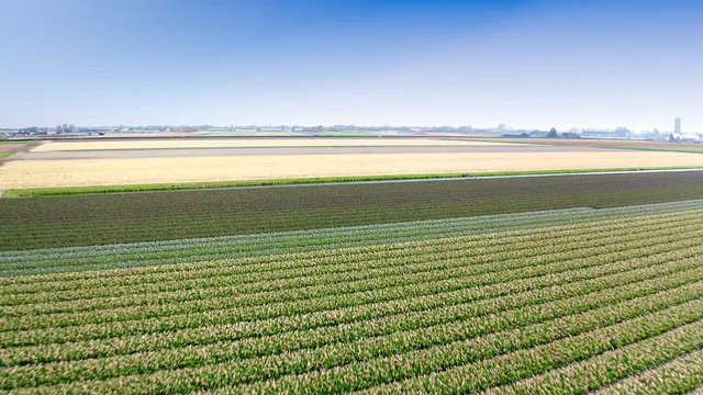 Aerial of beautiful colored tulip fields in the Netherlands, Flevopolder, in spring