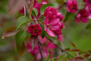 Apple tree in bloom, blooming garden, red and pink flowers, green leaves