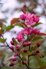 Obraz premium Apple tree in bloom, blooming garden, red and pink flowers, green leaves