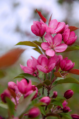 Apple tree in bloom, blooming garden, red and pink flowers, green leaves