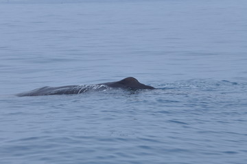 ニュージーランドのクジラ