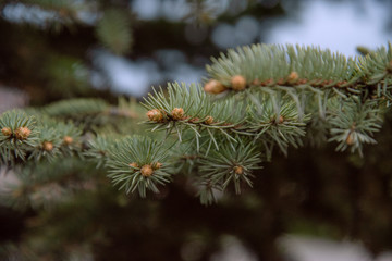 Green pine tree branches, closeup, needles and small cones