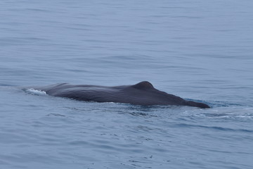 Obraz premium ニュージーランドのクジラ