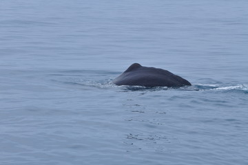 ニュージーランドのクジラ