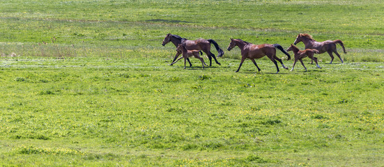horses in the pasture