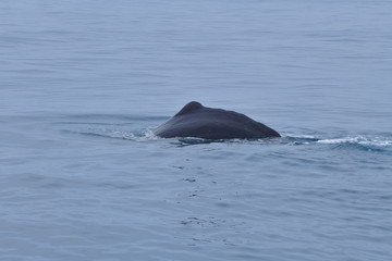 ニュージーランドのクジラ