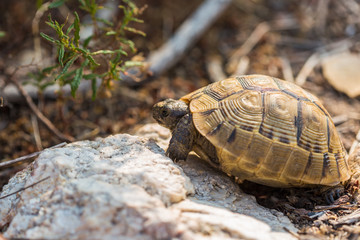 Greek tortoise on a stone