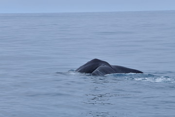 Fototapeta premium ニュージーランドのクジラ