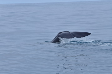 Obraz premium ニュージーランドのクジラ