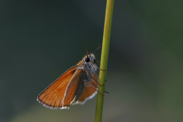 Bouncy butterfly with yellow antenna ; Thymelicus sylvestris