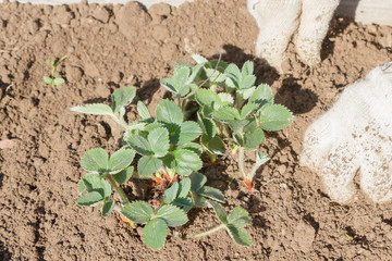 An elderly man transplants strawberries in the garden in the spring