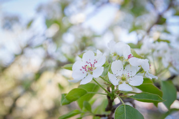 Flowering white pear tree flowers in late spring