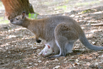 Red-necked wallaby or wallaby of Bennett (Macropus rufogriseus) and its albino joey in the pocket seen from profile