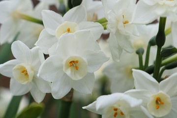 花　スイセン　春　茨城