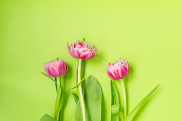 Three pink tulip flowers lying on a green background. There is a place for text.