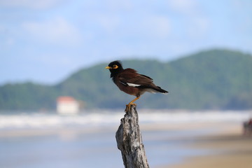 bird on wood