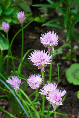Chives (Allium schoenoprasum) flowers closeup in garden