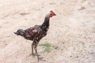 Chicken Standing in the midst of a wide open ground in the countryside.
