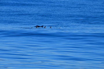 Fototapeta premium ニュージーランドのイルカ