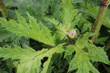 Hogweed plant along the side of the road in Moordrecht, the Netherlands
